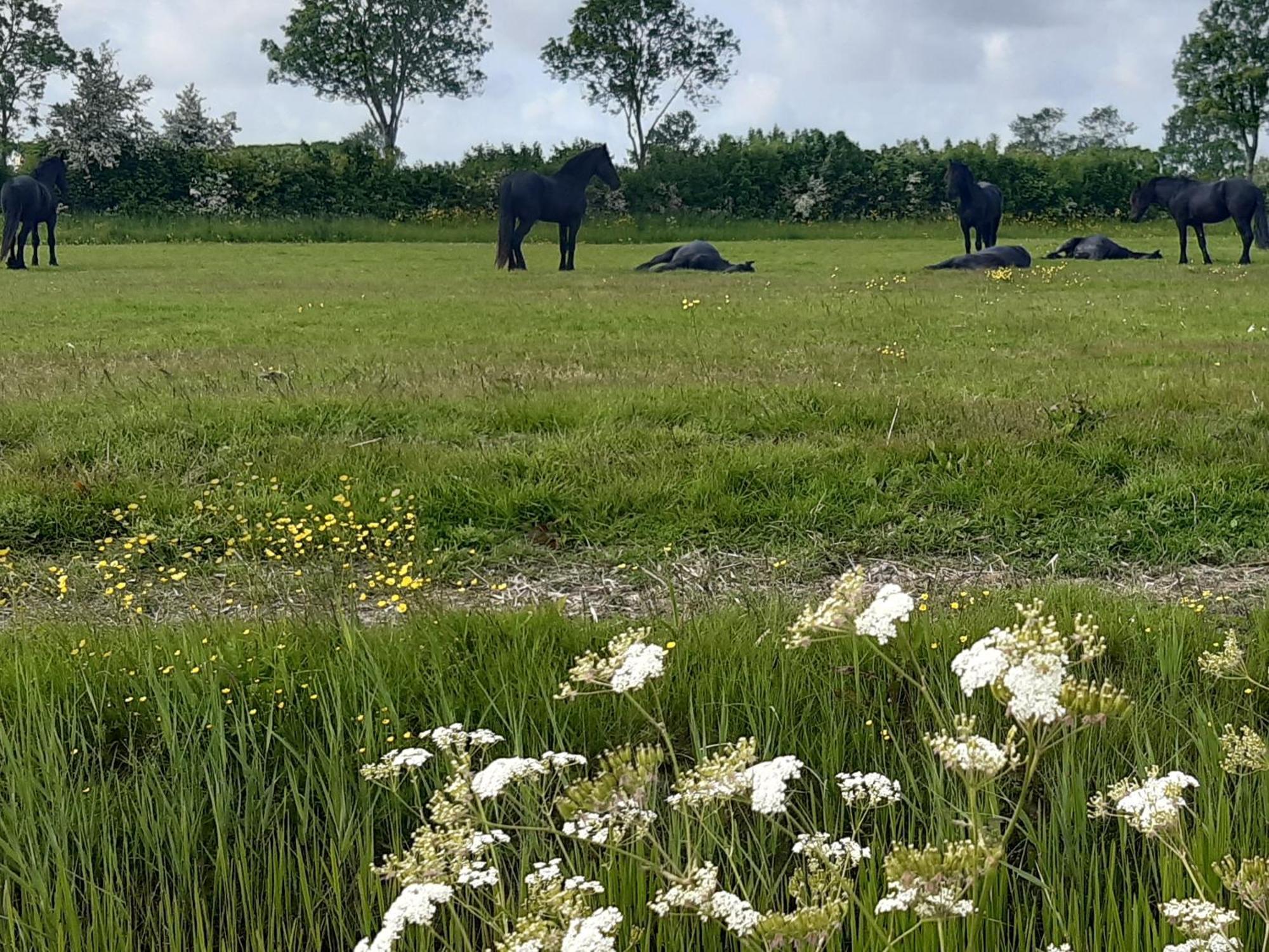 Wetterwillefriesland Wommels Eksteriør bilde